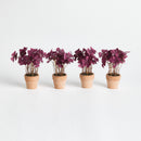 Mini Oxalis Potted Drop-In 7" St/4