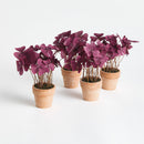 Mini Oxalis Potted Drop-In 7" St/4
