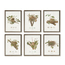 Assorted Bird Nest Study St/6