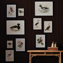 Assorted Bird Nest Study St/6