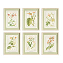 Assorted Blooming Plant Study St/6