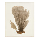 Coral Fan Giclee