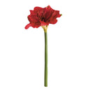 Amaryllis Stems St/2