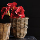 Amaryllis Stems St/2