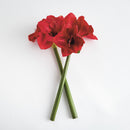 Amaryllis Stems St/2