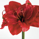 Amaryllis Stems St/2