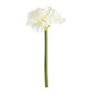 Amaryllis Stems St/2
