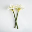 Amaryllis Stems St/2