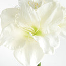 Amaryllis Stems St/2