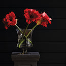 Amaryllis Bulb St/2