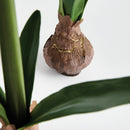 Amaryllis Bulb St/2