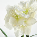Amaryllis Bulb St/2