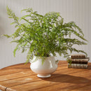 NAPA Home & Garden, SOFT FERN DROP-IN Collection