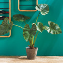 NAPA Home & Garden, ALOCASIA POTTED 42",NCC508