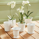 NAPA Home & Garden, MIRABELLE MINI CACHEPOTS, SET OF 6,NFD229