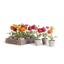 NAPA Home & Garden, MINI RANUNCULI 7" POTTED, Set of 12,NGP510