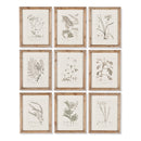 NAPA Home & Garden, BOTANICAL ILLUSTRATIONS, SET OF 9,NH207