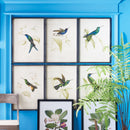 NAPA Home & Garden, HUMMINGBIRD PRINTS, SET OF 6,NH229