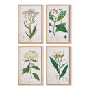 NAPA Home & Garden, MEADOW BOTANICAL STUDY, SET OF 4,NH408