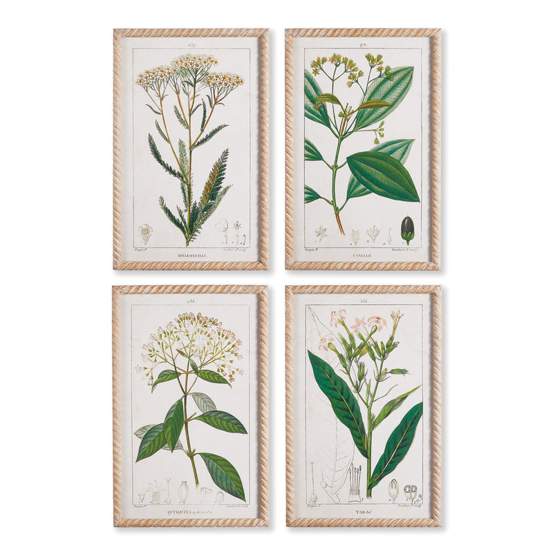 NAPA Home & Garden, MEADOW BOTANICAL STUDY, SET OF 4,NH408
