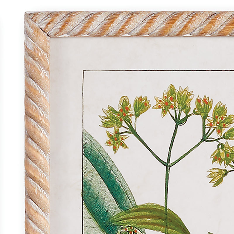 NAPA Home & Garden, MEADOW BOTANICAL STUDY, SET OF 4,NH408