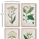 NAPA Home & Garden, MEADOW BOTANICAL STUDY, SET OF 4,NH408