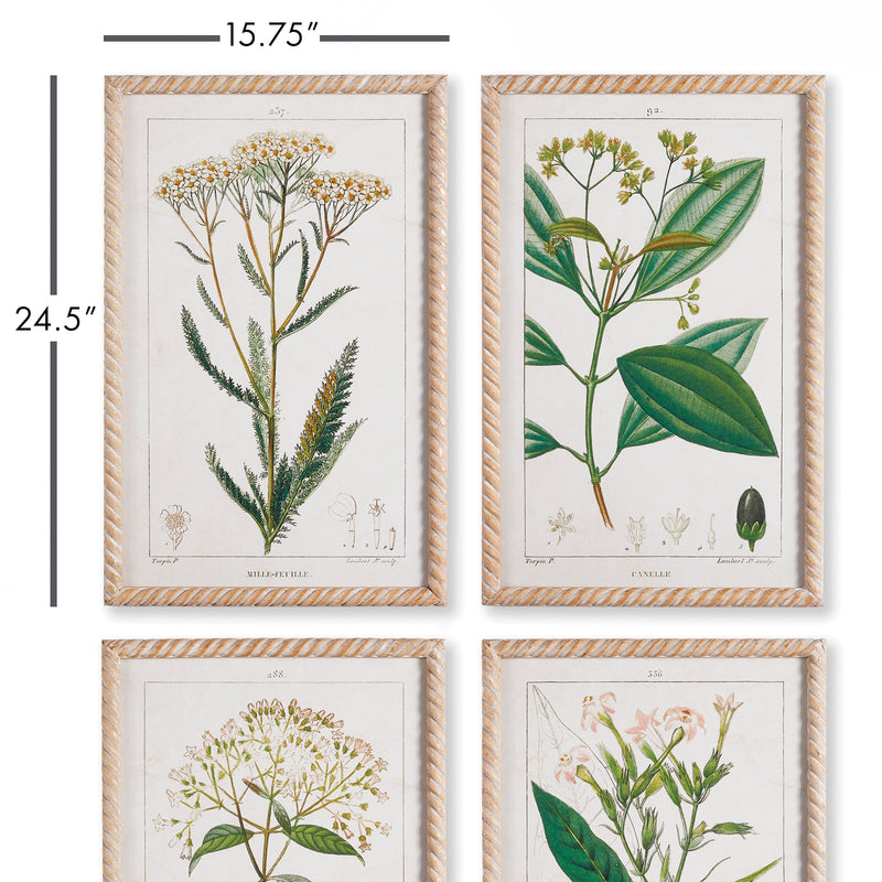 NAPA Home & Garden, MEADOW BOTANICAL STUDY, SET OF 4,NH408