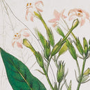 NAPA Home & Garden, MEADOW BOTANICAL STUDY, SET OF 4,NH408