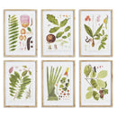 NAPA Home & Garden, LEAF BOTANICAL STUDY, SET OF 6,NNH537
