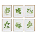 NAPA Home & Garden, TREE LEAF STUDY, SET OF 6,NNH549