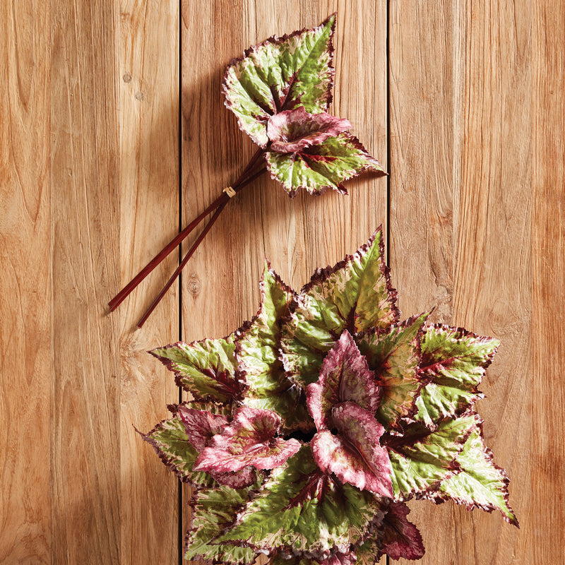 NAPA Home & Garden, BEGONIA LEAF STEMS, BUNDLE OF 3,NTP502