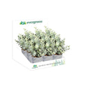 11" Tall Eucalyptus in Planter Table Décor in 9 Piece CDU