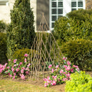 Willow Pyramid Trellis