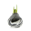 Jumbo Size No Water Wax Dipped Amaryllis Bulb,  Gray Wax/Red Flower, Rust Wax/Red Flower , 2 of Each,phf012