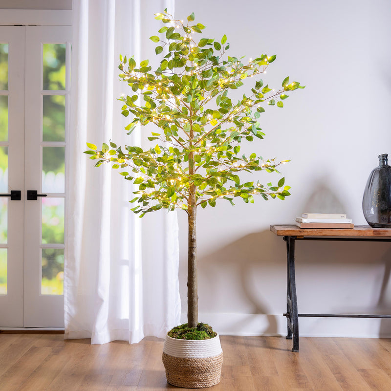 Indoor/Outdoor LED Ficus Tree 6'