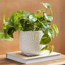 VivaStyle Planter, Ceramic Leaf Carved, 5.5"H