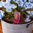 Plant Food for Flowers, 42 Tubes Per Color Box