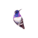 Cottage Garden Screen Savers, Bright Birds, 4", Asst of 6
