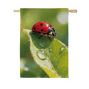 Morning Dew Ladybug Suede Flag House