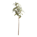 Napa Home Garden, SAGE 21" STEM,tp220