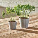 NAPA Home & Garden, PARSLEY DROP-IN 8",TP222