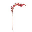 NAPA Home & Garden, AMARANTHUS WEEPING STEM 24",TP224
