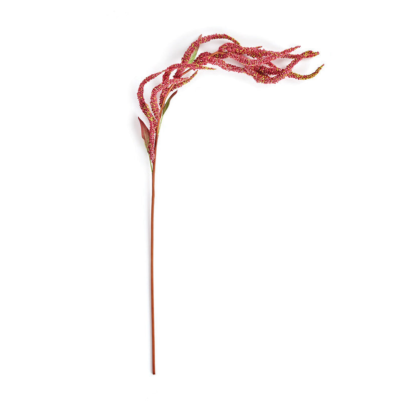NAPA Home & Garden, AMARANTHUS WEEPING STEM 24",TP224