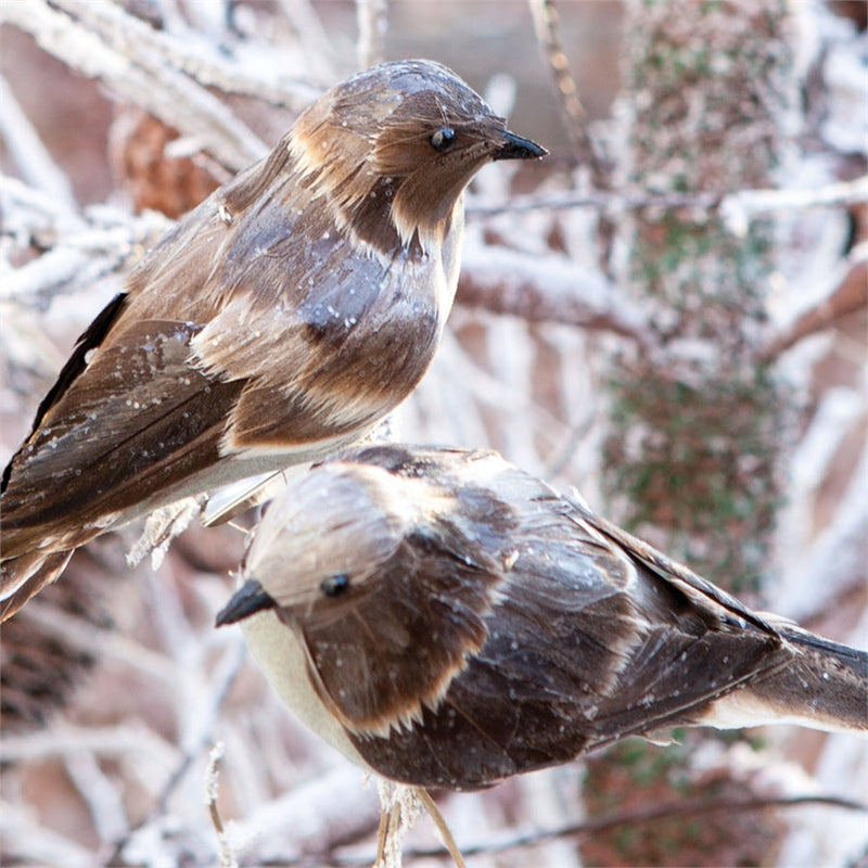 Napa Home Garden, LDG LOVE BIRDS ORN ,SET OF 2,z1755br