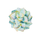 18" Hand Painted and Embossed Shaped Bird Bath, Succulent,2gb6966